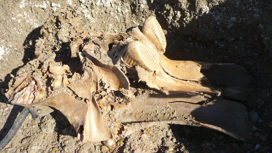 Открытие и изучение ископаемых остатков древних животных