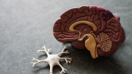 Учёные обнаружили область мозга, отвечающую за контроль над  мыслями и поведением.