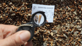 Древнейшие окаменелости денисовского человека обнаружены в Сибири