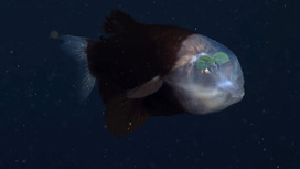 Прозрачная рыба, которая видит сквозь собственную голову, попала на видео
