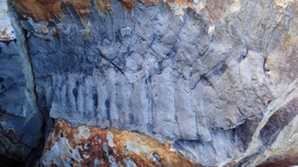 Возможно, учёные обнаружили часть экзоскелета древнего гиганта, которую тот сбросил во время линьки.