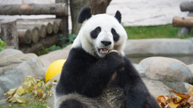 Умер старейший самец панды, по человеческим меркам ему было 105