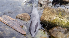 В смерти "нескольких тысяч дельфинов" нашли виноватого