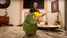 Попугай Тико исполняет песню Colors