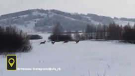 Семейство грациозных косуль сняли на видео в Башкирии