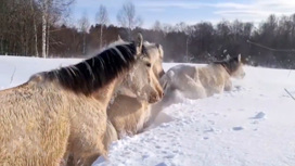 В Башкирии лошади провалились в сугробы