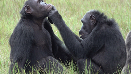 Зачем шимпанзе делают пластыри из насекомых?