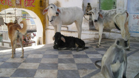В эпидемии чёрной плесени в Индии обвинили навоз коров