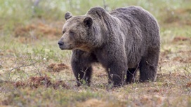 На магаданской трассе орудуют голодные медведи
