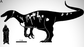 Сравнение размеров "Маипа" и человека. На динозавре отмечены фрагменты костей, обнаруженных учёными.