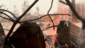Крупный пожар в Астраханском биосферном заповеднике ликвидирован