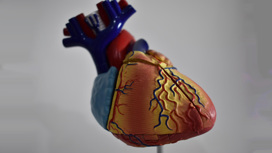 Российские учёные выяснили, как заставить "искусственное сердце" биться дольше
