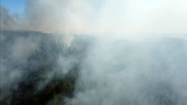 Пожары в Сибири: лес горит по вине человека