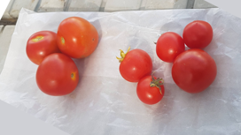 ГМ-томаты стали новым источником витамина, которого не хватает почти всем