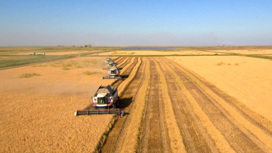 Россия соберет рекордный урожай зерновых в 2022 году