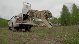 Зашили, подлечили, научили охотиться: 14-й амурский тигр выпущен в тайгу