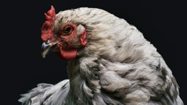 История одомашнивания куриц оказалась куда интереснее, чем считалось