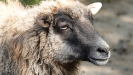 Современное овцеводство: баранина вместо шерсти