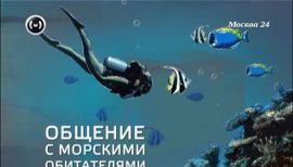 Фридайвинг, дельфинотерапия и другие водные занятия в Москве