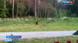 Медведи вышли к людям и устроили погром на пасеке в одном из сел Новосибирской области