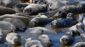 Откуда в Байкале взялись тюлени
