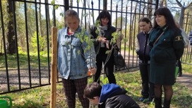 В Ярославской области высадили более 280 тыс деревьев и кустарников