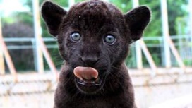 Котенок ягуара родился в ижевском зоопарке
