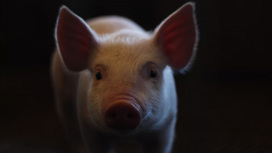 В Астраханской области выявили два новых очага африканской чумы свиней