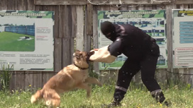 Собаки спецназначения: в Краснокаменске прошли показательные выступления кинологов ИК-10