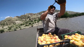 В Дагестане ожидают небывалый урожай абрикосов