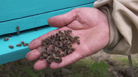 6 миллионов пчёл погибли под Красноярском