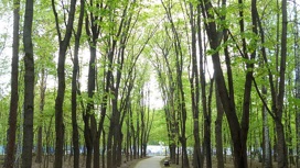 Щукинский парк и Всехсвятскую рощу свяжет единый пешеходный маршрут