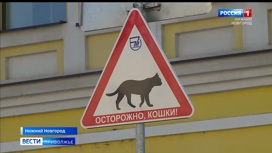 В Нижнем Новгороде появился знак "Осторожно, кошки!"