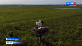 Почти треть аистов всего мира живет в Хабаровском крае: ученые посчитали гнезда краснокнижной птицы