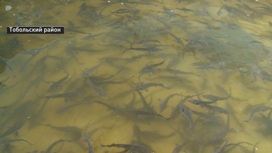 Как в сибирских реках восстанавливают популяцию ценных видов рыб