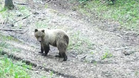 Молодой хозяин тайги: медведь попал в фотоловушку на Южном Урале