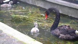 Минута милоты: в Московском зоопарке на свет появились черные лебедята