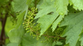 Холодное лето: южноуральские виноградари пожаловались на плохой урожай