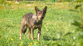 Бездомные собаки стали чаще нападать на жителей Волгоградской области