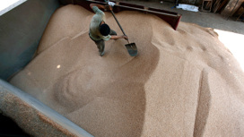 В России собрано 150 млн тонн зерна в чистом весе