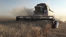 В РФ ожидается рекордный урожай пшеницы