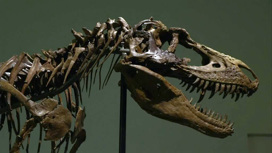 Останки горгозавра купили за 6 млн долларов