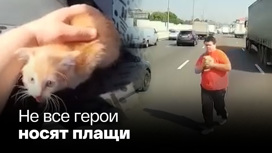 Водитель остановил грузовик на МКАД, чтобы спасти котенка