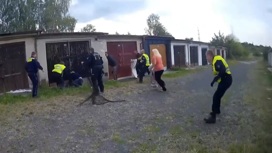 Чешские полицейские сумели "задержать" кенгуру со второй попытки
