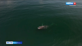 В Охотском море идет операция по спасению гренландского кита