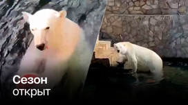 Медведица в Лениградском зоопарке лакомится арбузом