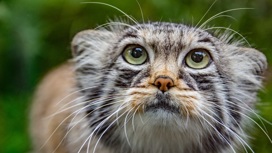 В новосибирском зоопарке котенка манула назвали Снежинкой в честь новогодней столицы-2023
