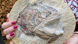 На ферме в Англии найден целый клад окаменелостей юрского периода