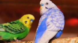 В Иркутском Зоосаде  поселились сразу 34 волнистых попугая