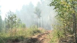 Площадь лесных пожаров в Свердловской области за сутки резко увеличилась
